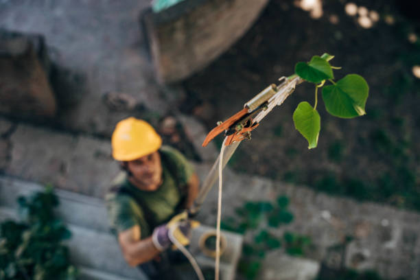 How Our Tree Care Process Works  in  Gretna, VA