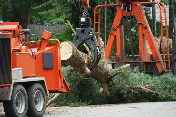 Reliable Gretna, VA Tree Services Solutions